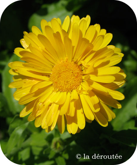 calendula