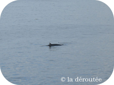 baleine baleine