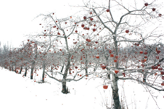 Cueillette de pommes glacées à la Cidrerie&nbsp;Cryo!