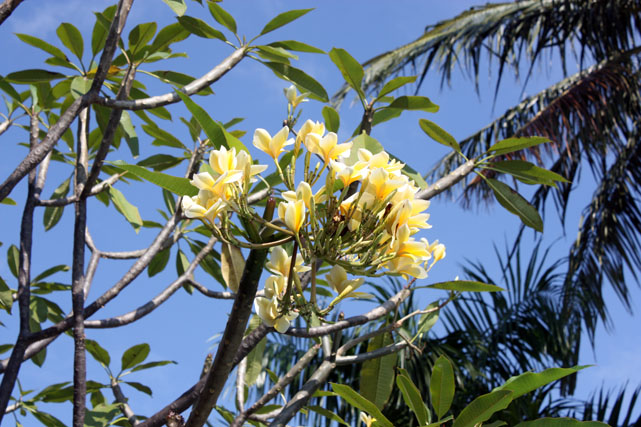 frangipani